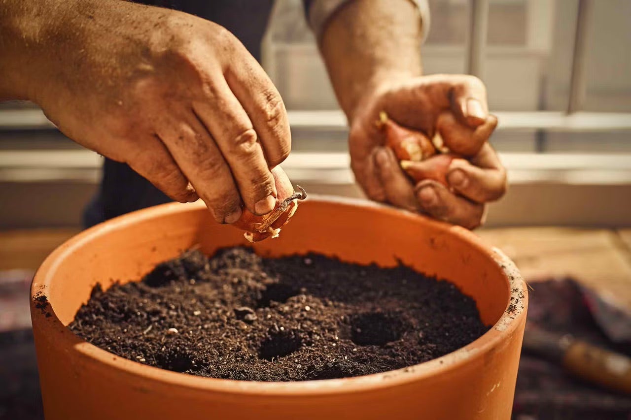 Jak sázet cibuloviny