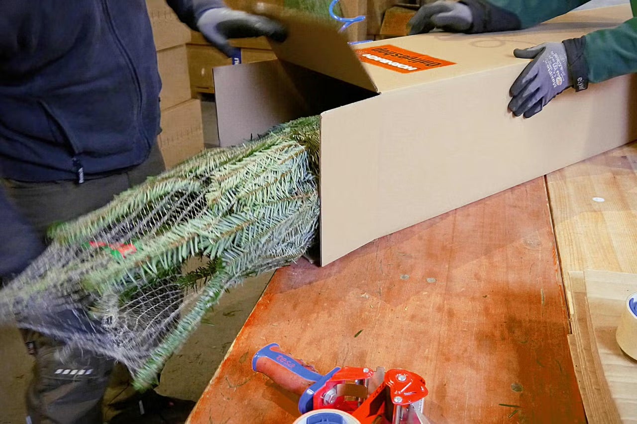 Balená jedľa sa vkladá do kartónovej krabice.