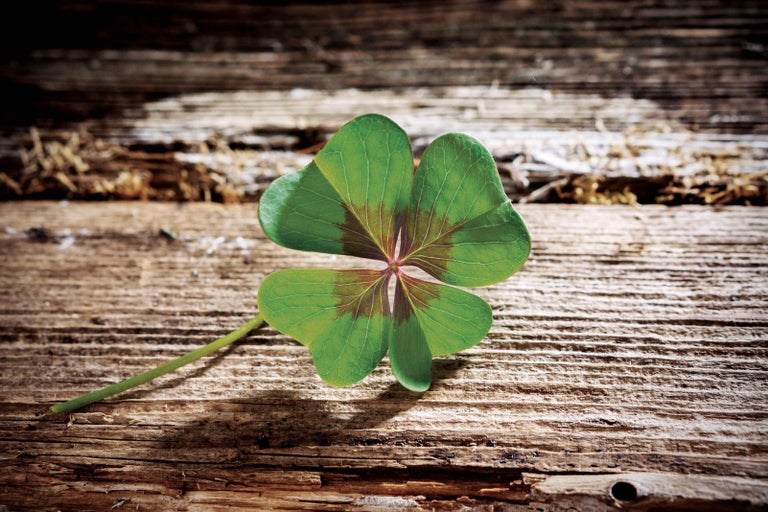 Štvorlístok na drevenom pozadí