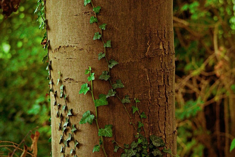 Kmeň stromu s brečtanom