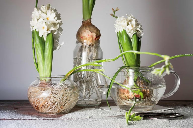 Tri cibule hyacintu v sklenených nádobách s vodou na stole