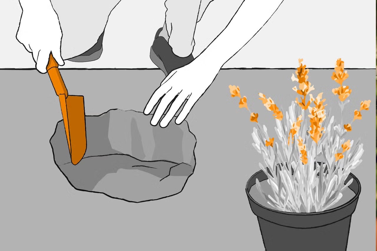 Ilustrácia osoby sadiacej levanduľu do kvetináča pomocou lopatky
