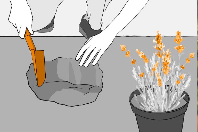 Ilustrácia osoby sadiacej levanduľu do kvetináča pomocou lopatky