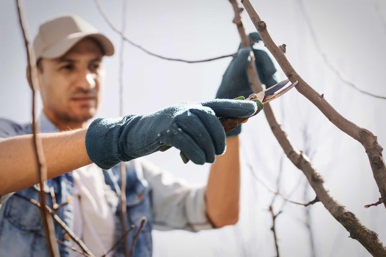 Muž strihá konár záhradnými nožnicami.