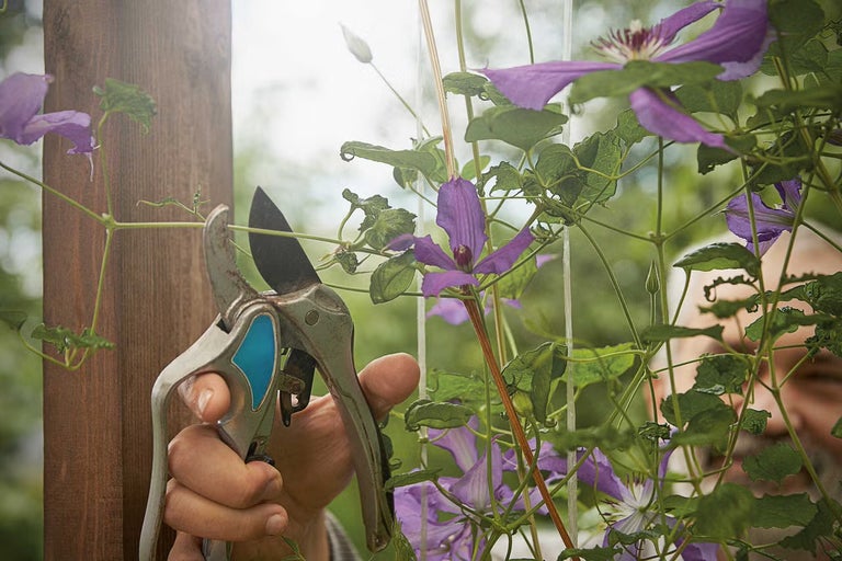 Ako správne strihať plamienok (Clematis), aby bohato kvitol