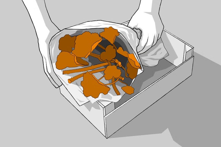 Ilustrácia rúk vkladajúcich vrecko s rastlinami do krabice