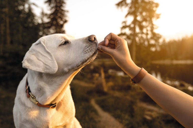 Labradorský retriever dostáva maškrtu