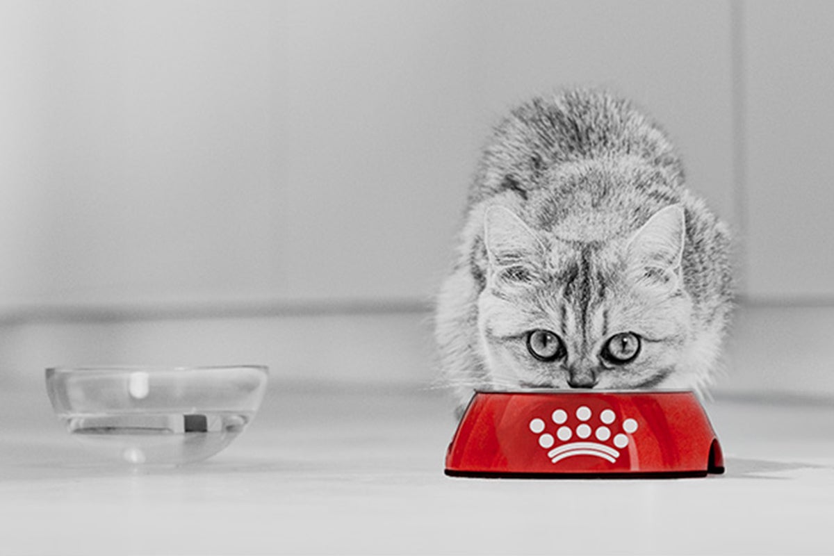 Mačiatko žerie z červenej misky s Royal Canin Logo vedľa sklenenej misky na vodu.