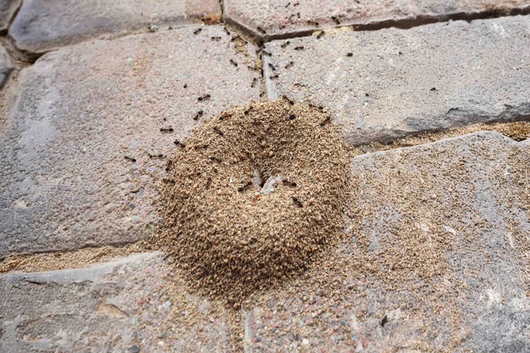 Ako sa zbaviť mravcov
