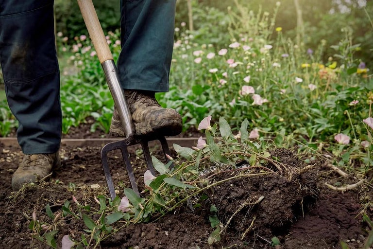 Osoba pracuje s rýľovacími vidlami v záhrade a vykopáva rastliny.