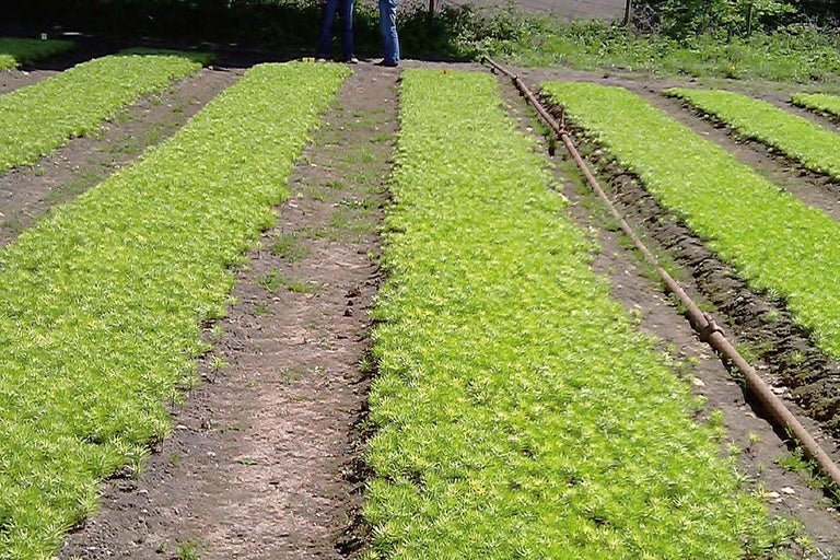 Pole s mladými rastlinami a zavlažovacou trubkou