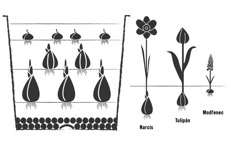 Ilustrácia rastlinnej lasagne s narcismi, tulipánmi a modricami