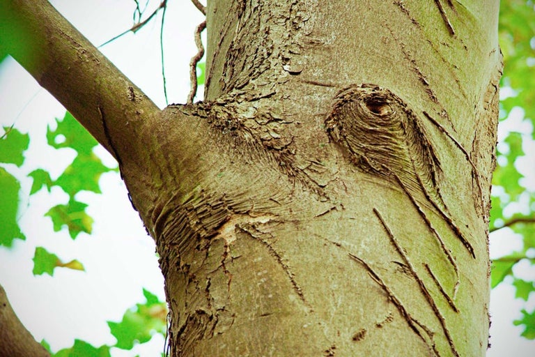 Detail kmeňa stromu s konármi