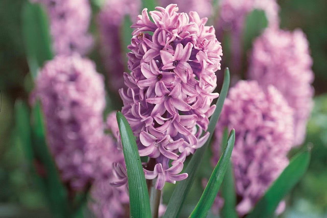 Hyacinty