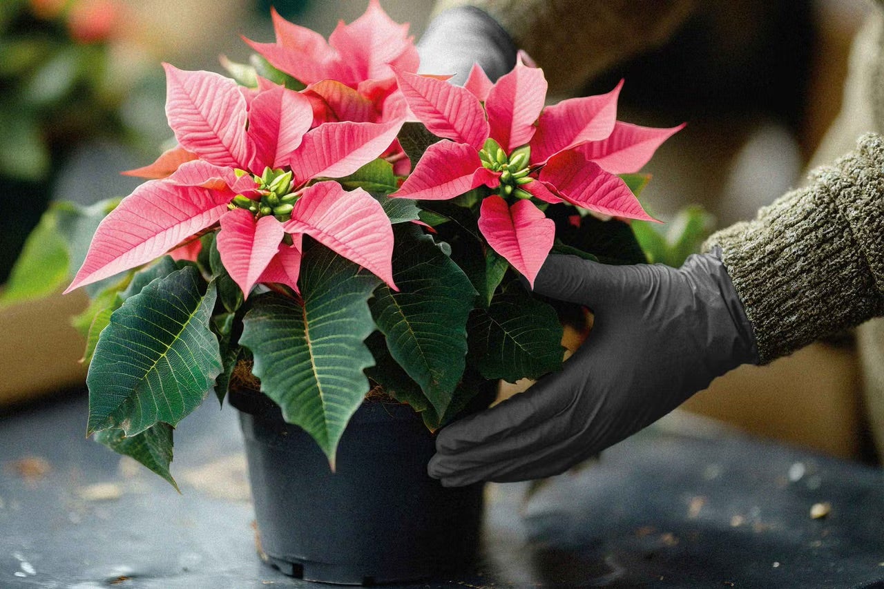 Vianočná hviezda v kvetináči, držaná rukami v rukaviciach
