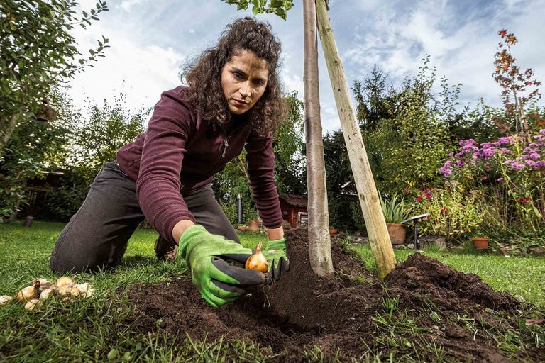 Ako sadiť a pestovať cibuloviny