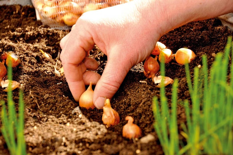 Ruka sadí cibuľu do zeme.