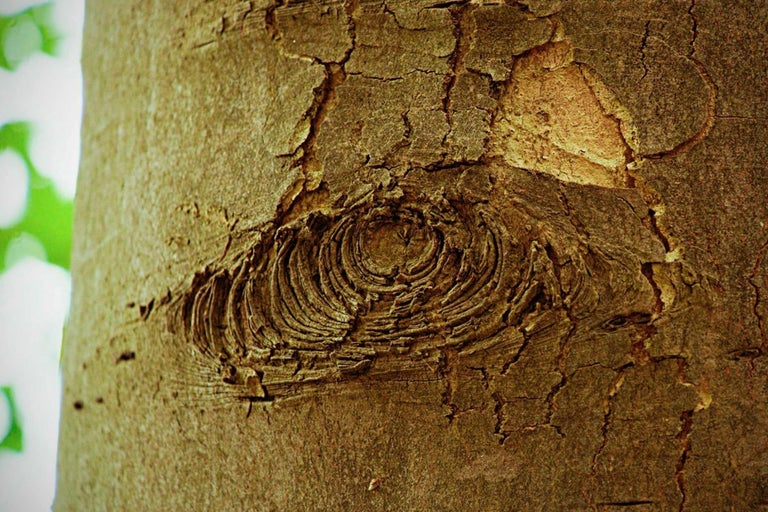 Detail kôry stromu so sukom