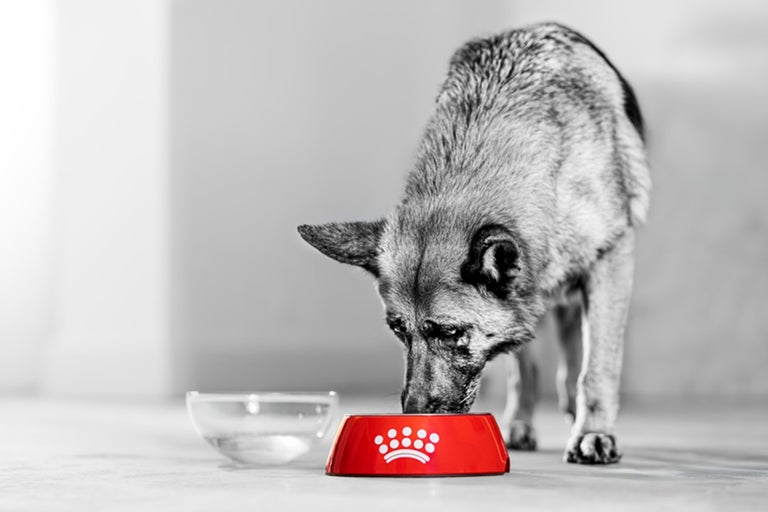 Pes žerie z červenej misky s Royal Canin Logo vedľa sklenenej misky s vodou.