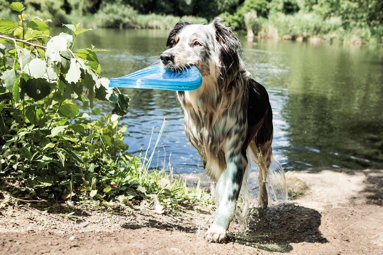 Pes nesie modré frisbee z jazera