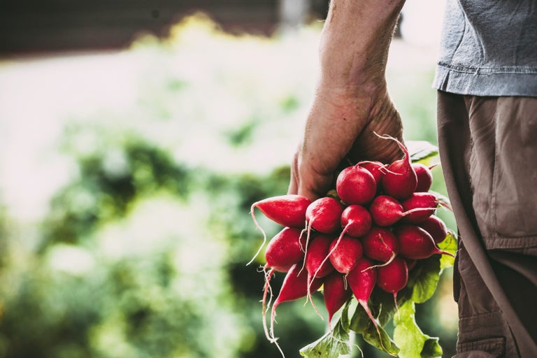 Ruka drží zväzok reďkoviek
