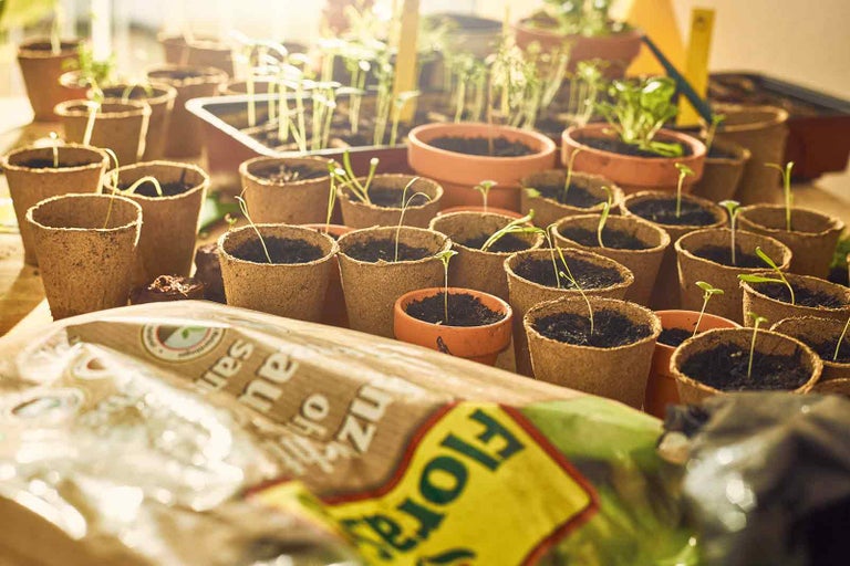 Kvetináče s mladými rastlinami a zeminou na stole.