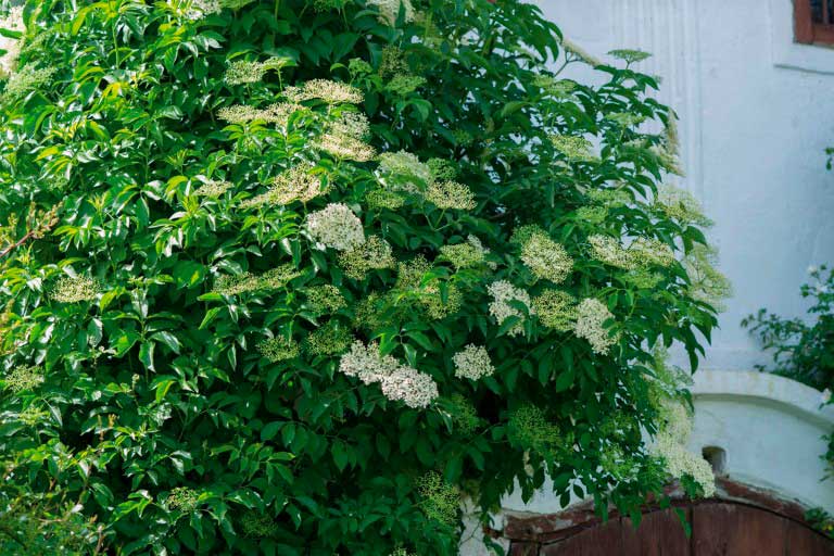 Kvitnúci krík bazy čiernej v záhrade