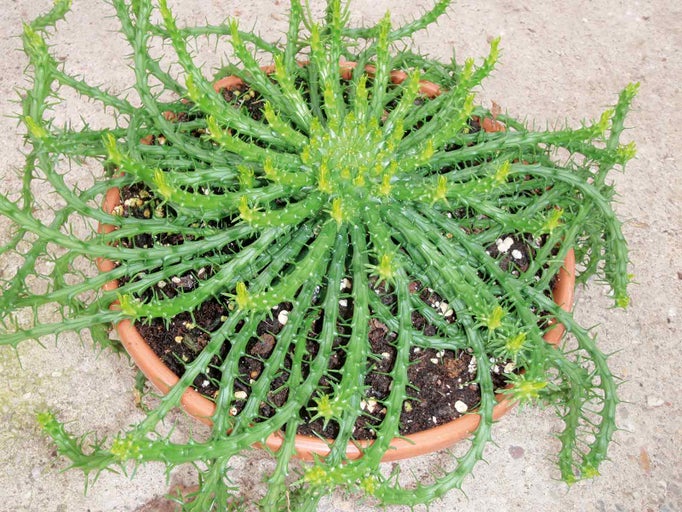 Sukulentná rastlina Euphorbia Decaryi v kvetináči
