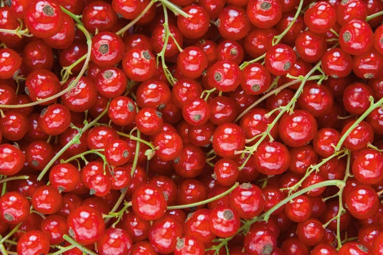 Detailný záber červených ríbezlí