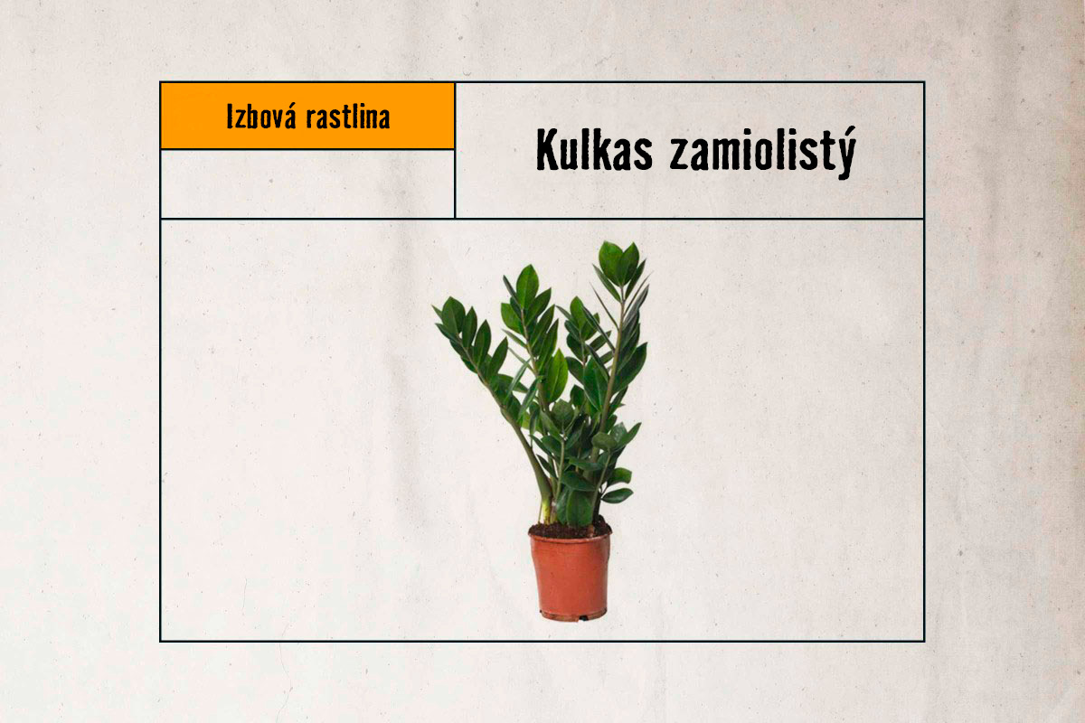 Zamiokulkas izbová rastlina v kvetináči