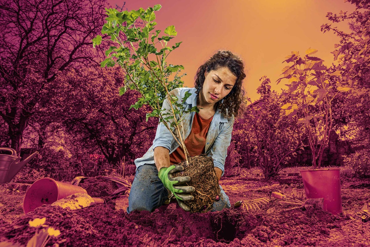 Žena sadí mladý strom s koreňovým balom v záhrade. Okolo nej je záhradné náradie a kvetináče.