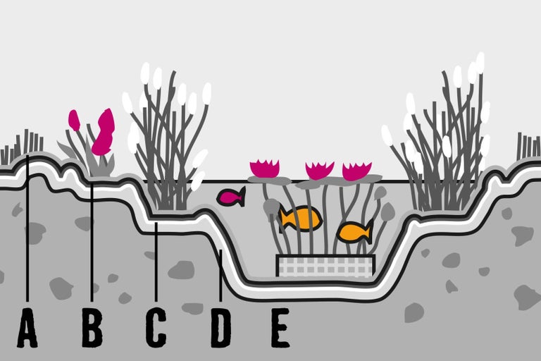 Priečny rez rybníkom s rôznymi rastlinnými zónami a rybami