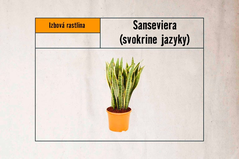 Izbová rastlina Sansevieria v kvetináči