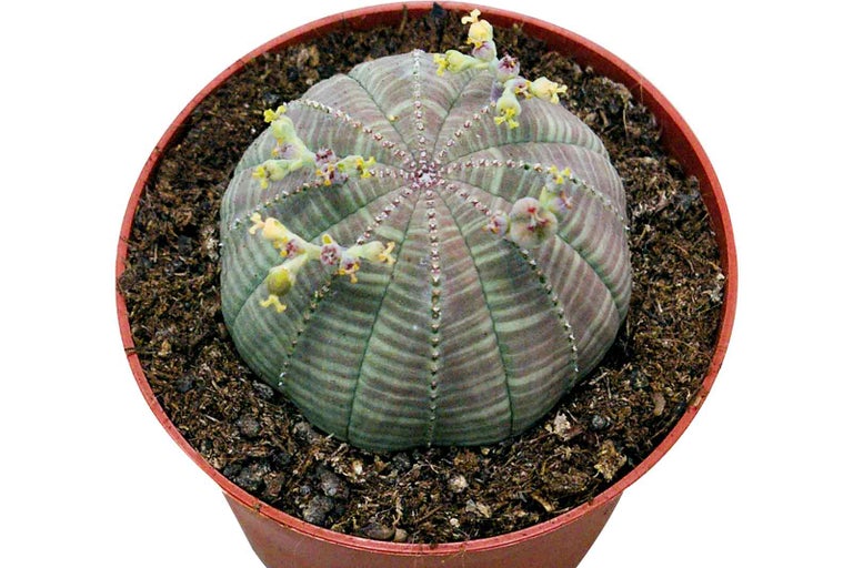 Euphorbia obesa v kvetináči