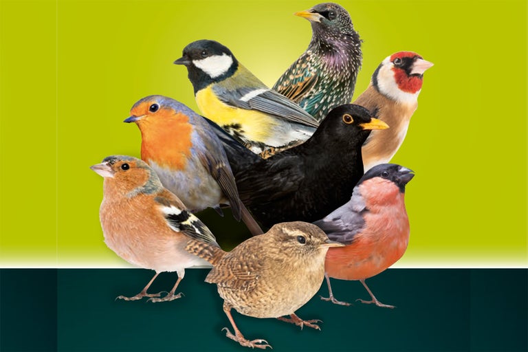 Zobrazenie rôznych záhradných vtákov