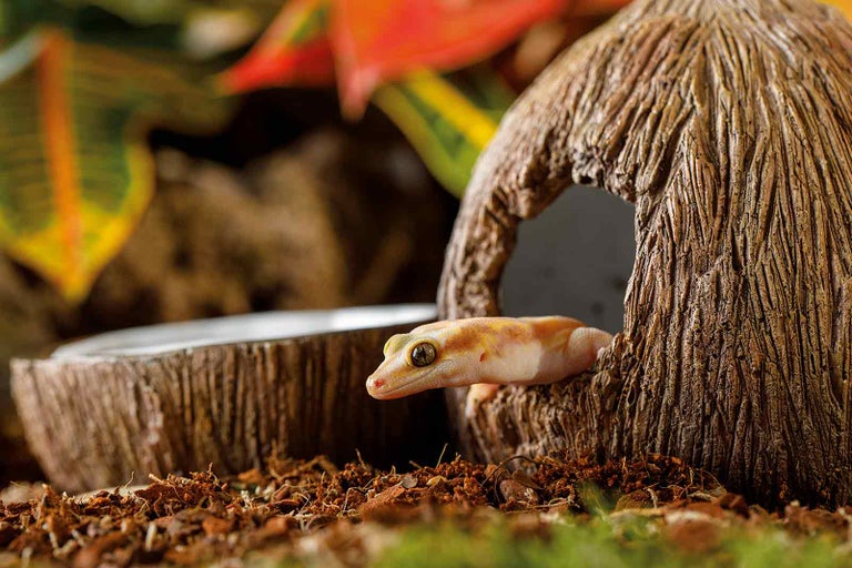 Ako sa starať o zviera v teráriu