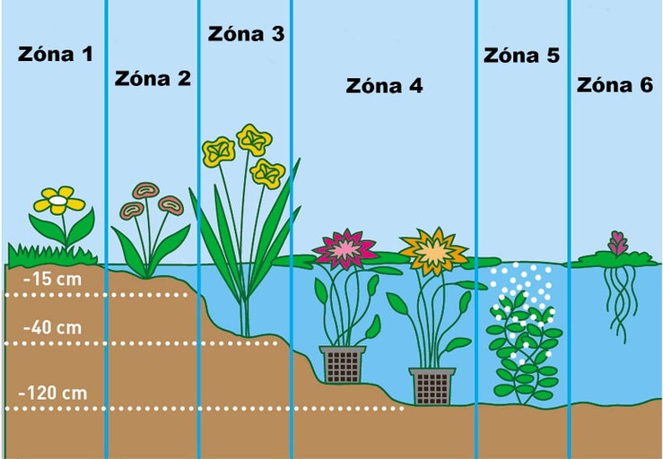 Ilustrácia šiestich jazierkových zón s rôznymi rastlinami a hĺbkami vody