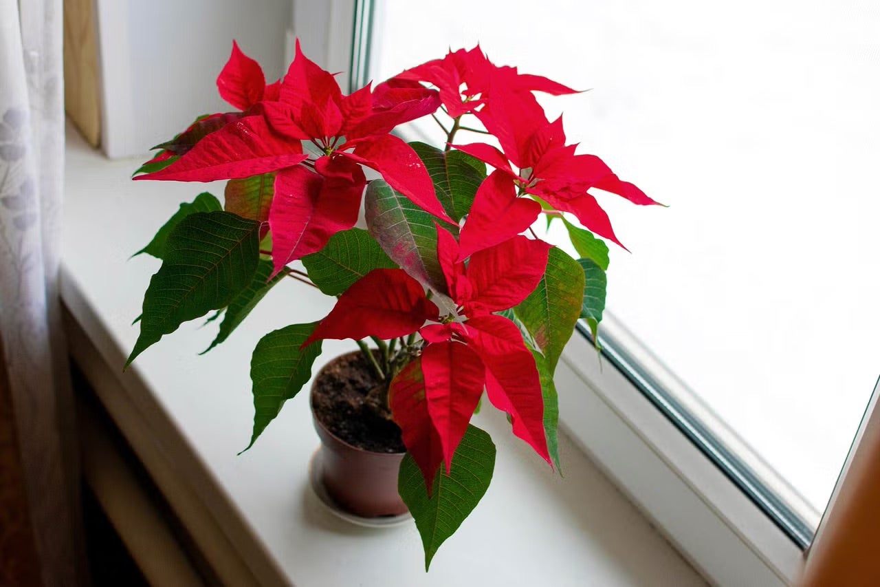 Vianočná hviezda v kvetináči na okennom parapete