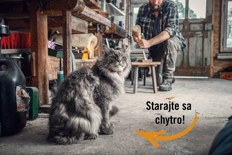 4 tipy, ako vybrať tú správnu mačku