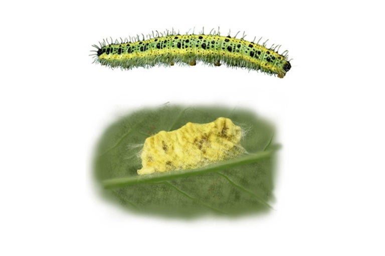 Obrázok húsenice a listovej mínerky