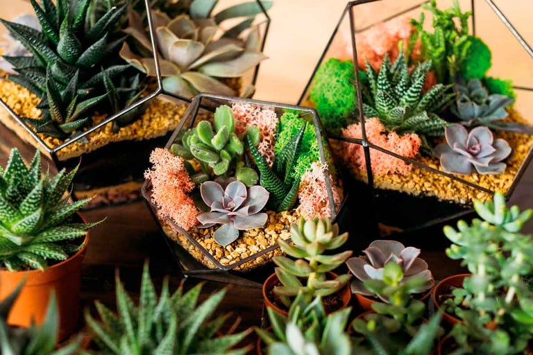 Rôzne sukulenty v sklenených nádobách a hlinených kvetináčoch.