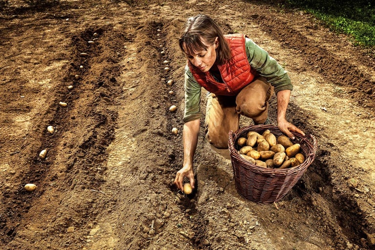 7 tipov, ako sadiť zemiaky, aby bola bohatá úroda