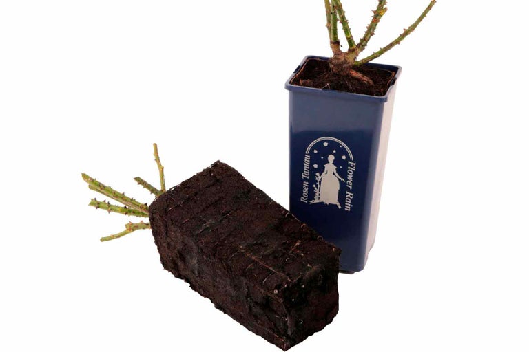 Ruža Rosen Tantau Flower Rain s koreňovým balom a kvetináčom