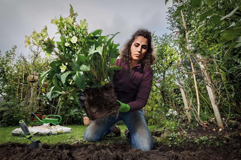 Žena sadí čemericu v záhrade a drží rastlinu s koreňovým balom. Záhradné náradie ako lopatka a krhla sú pripravené v blízkosti.