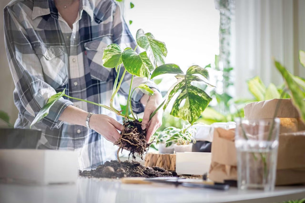 Osoba presádza izbovú rastlinu druhu Monstera.