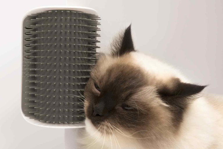 12 vecí, bez ktorých sa vaša mačka nezaobíde