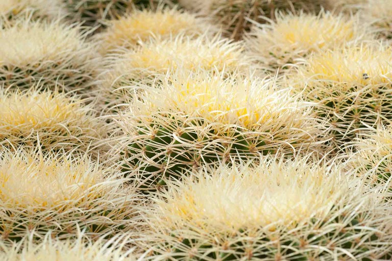 Detailný záber niekoľkých rastlín Echinocactus grusonii