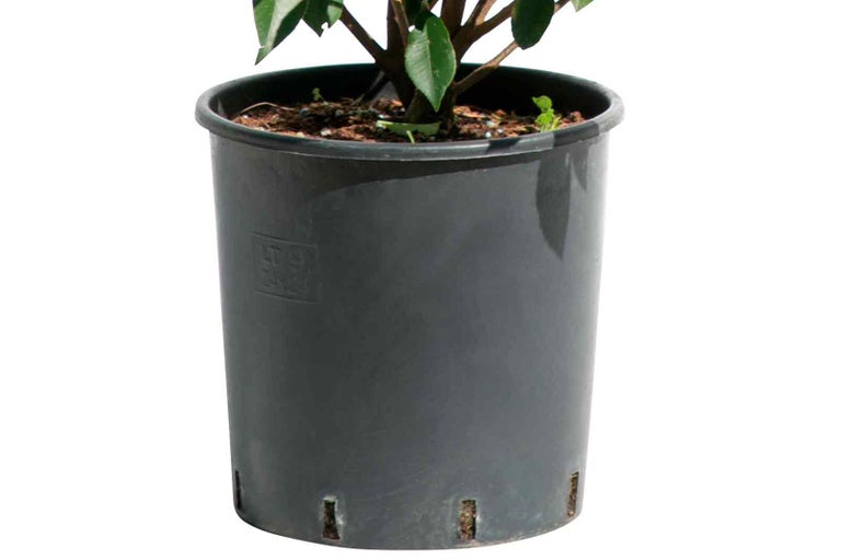 Rastlina v plastovom kvetináči