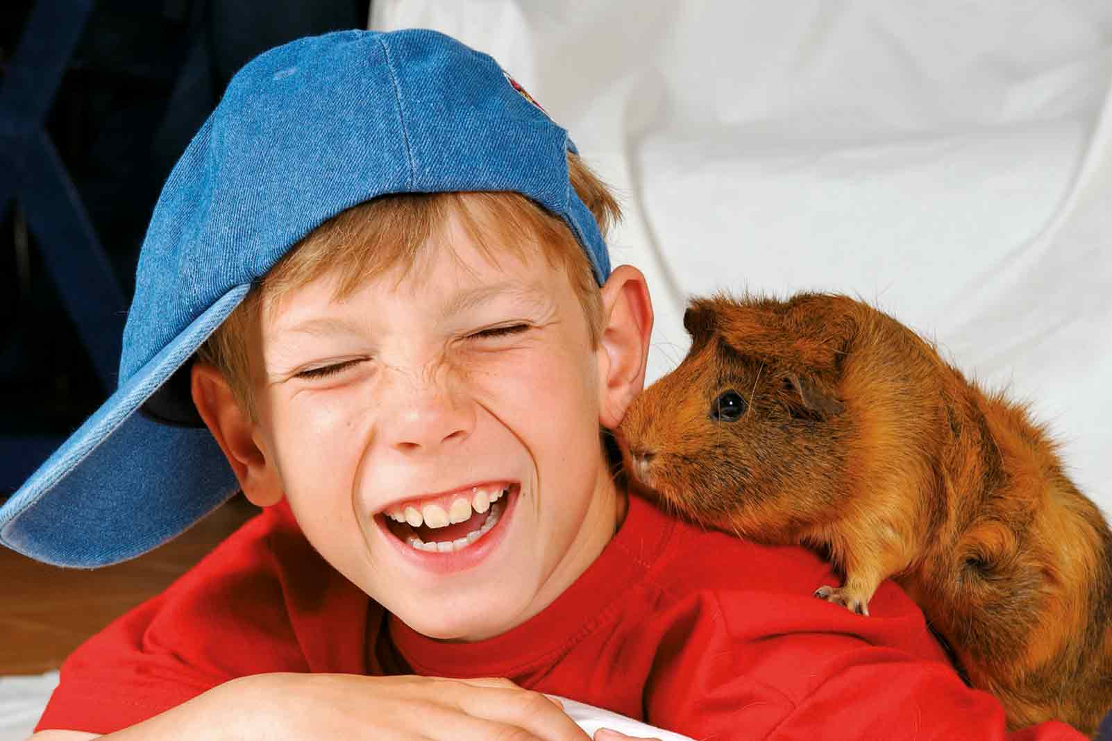 Smejúci sa chlapec s domácim morčaťom na pleci