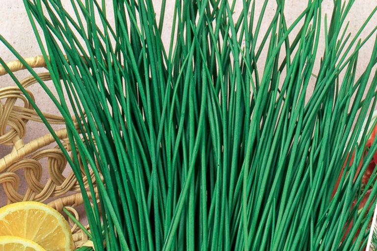 Obrázok pažítky, kuchynskej byliny